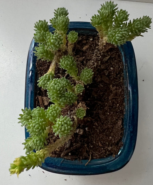 is joshua tree a succulent Mini Joshua Tree – Joshua Tree Candle Company