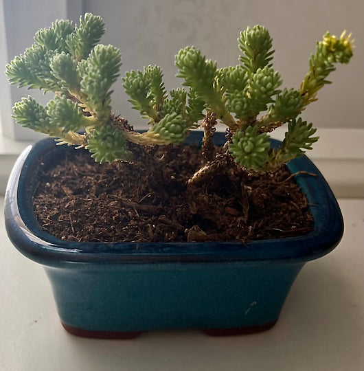 mini tree succulent Mini Joshua Tree – Joshua Tree Candle Company