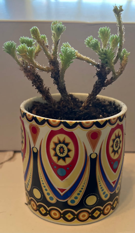joshua tree bonsai Mini Joshua Tree – Joshua Tree Candle Company