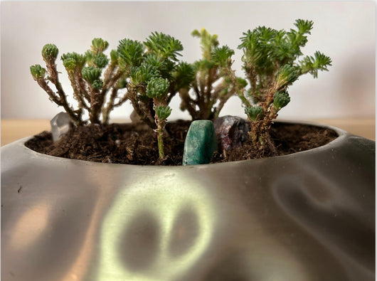 bonsai joshua tree Mini Joshua Tree – Joshua Tree Candle Company